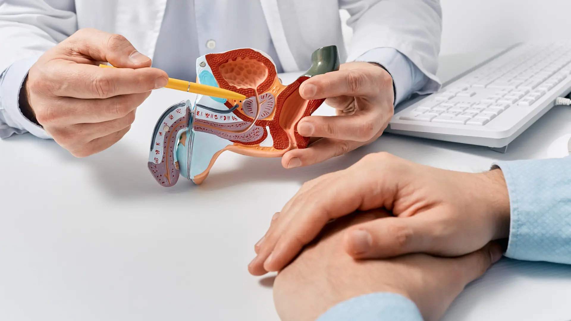 Enclomifeno: Cómo Funciona para la Testosterona y la Fertilidad